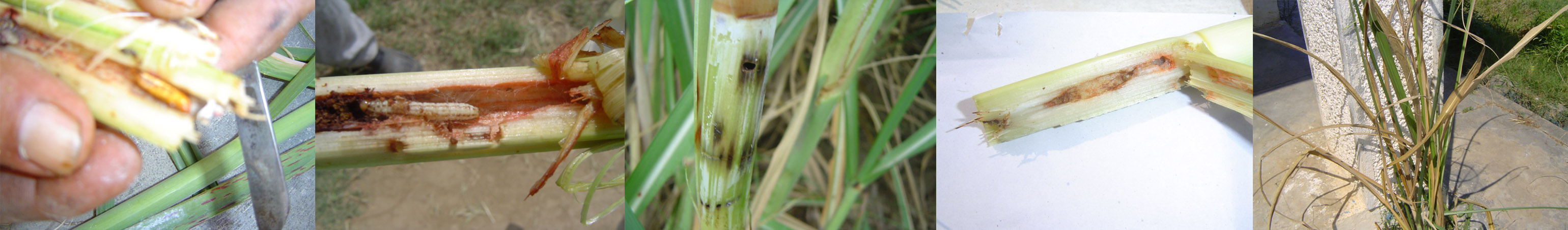 Gurdaspur Borer Larva