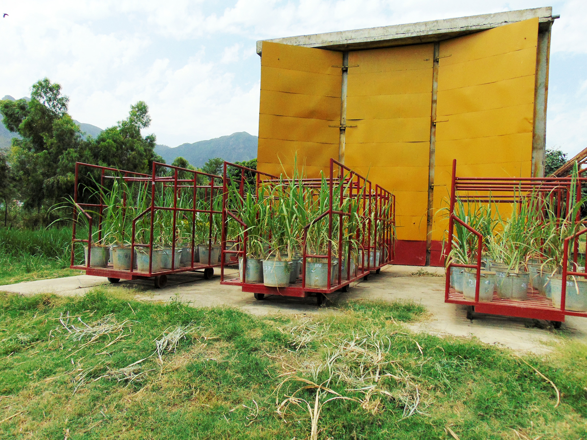 Photoperiod Chambers at SBS, Jabban