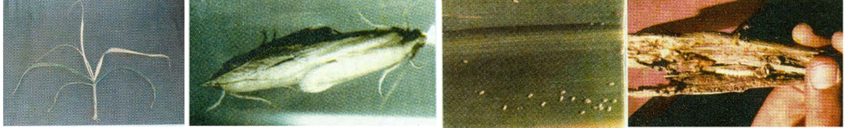 Sugarcane Root Borer at different Stages