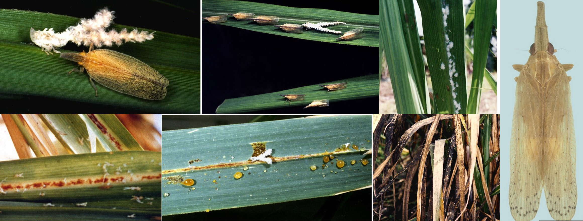 Sugarcane Pyrilla in different stages