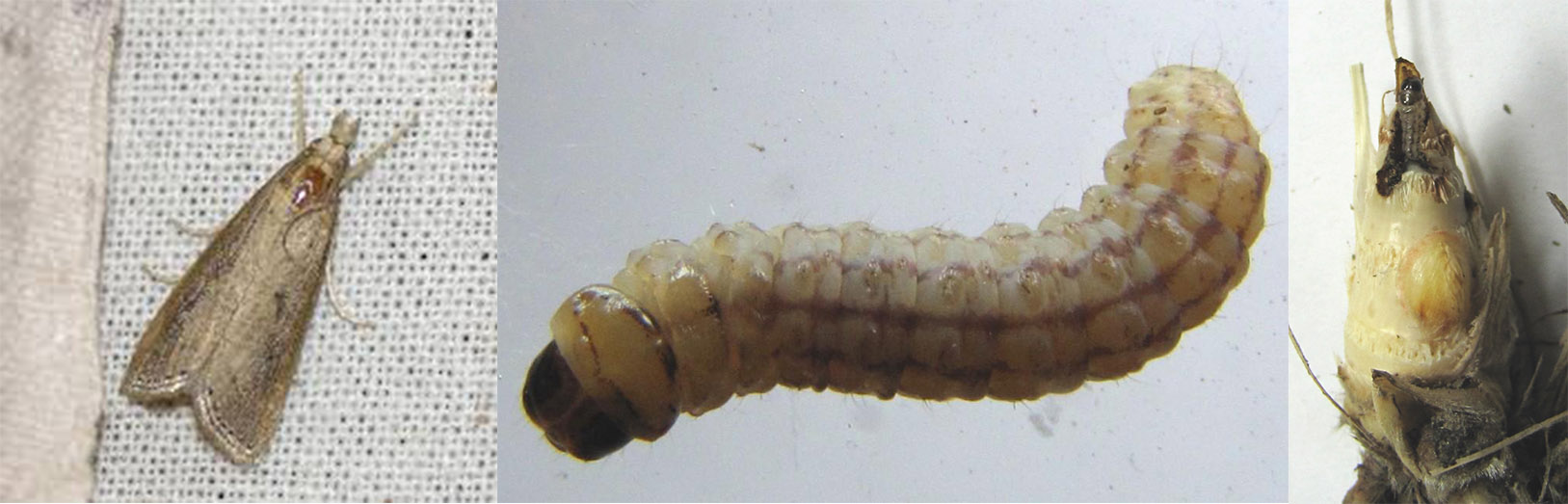 Sugarcane Stem Borer moth, larva, and in stem