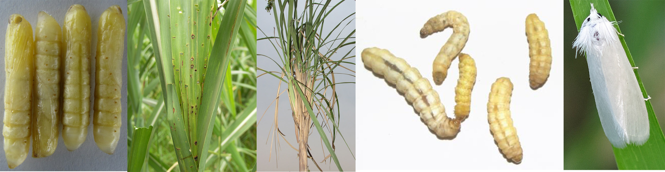 Sugarcane Top Borer different stages and damage